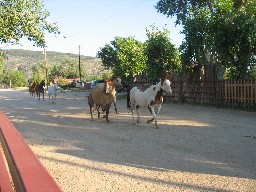 Taking a stroll at Cattle Headquarters